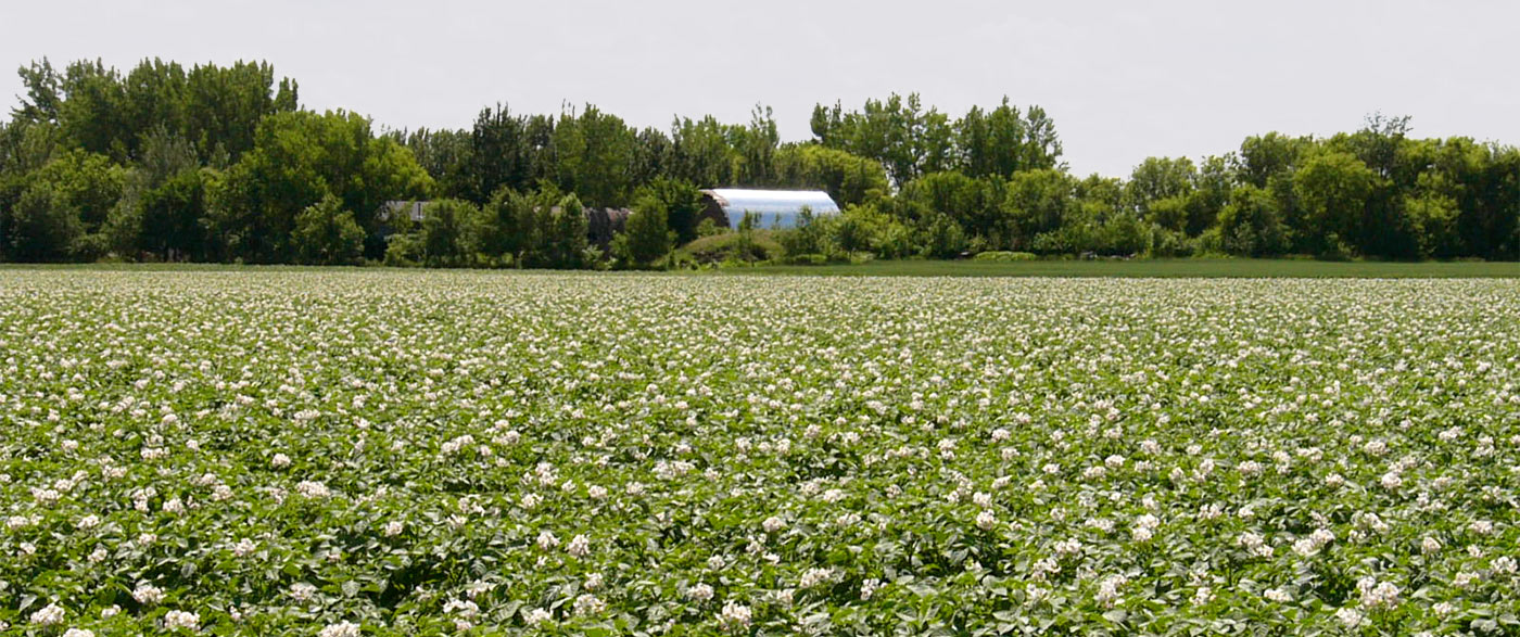 Chipping Potatoes background image